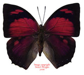 Fountainea ryphea (Peru)